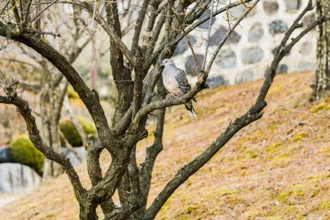 Pigeon in a tree Stock Photos