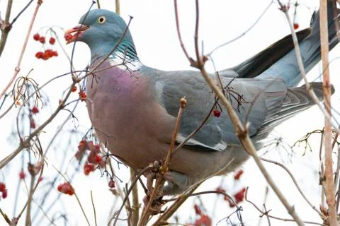 Pigeon in tree Stock Photos