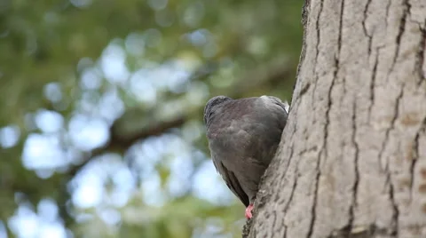 Pigeon on the tree. Pigeon Close Up Stock Footage 65518203