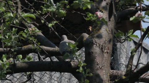 Pigeon in the tree, spring season Stock Footage 107150780