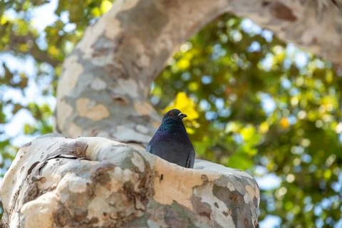 Pigeon on tree trunk with patterned bark and leaves Фото