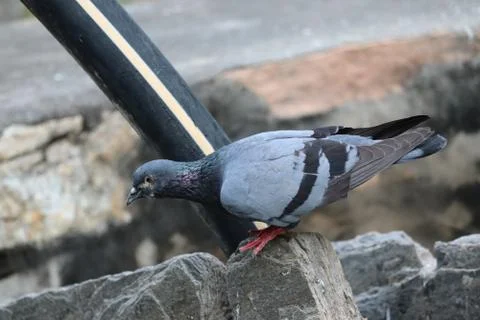 Pigeon try to fly Stock Photos