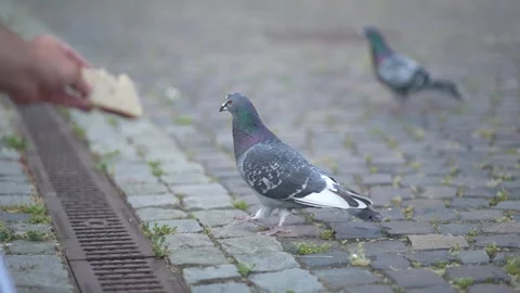 Pigeon trying to get a slice of bread from a human's hand 스톡 동영상 218981352
