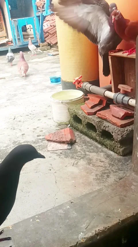 Pigeon in an urban setting Stock Footage 276854079