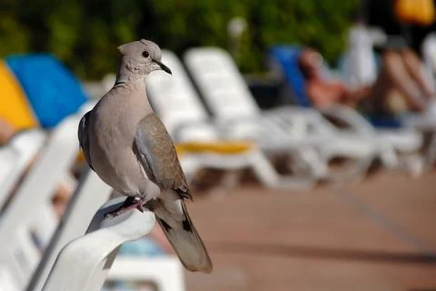 Pigeon on vacation Stock Photos
