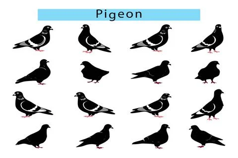 Pigeon vector art in white background Stock Illustration