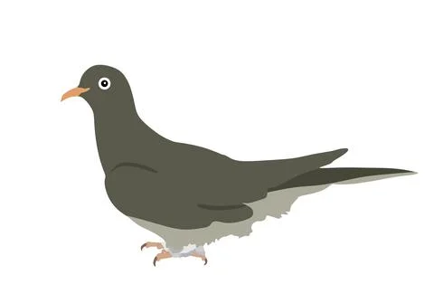 Pigeon vector illustration isolated on background. イラスト素材