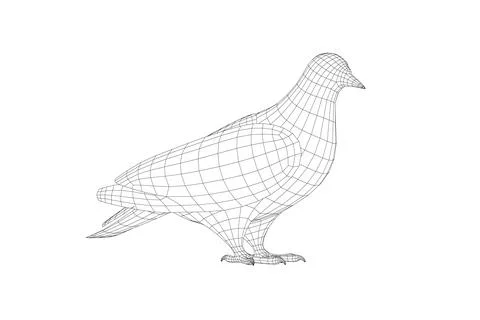 Pigeon vector wireframe character flat illustration. Dove pigeon seen in Side Stock Illustration