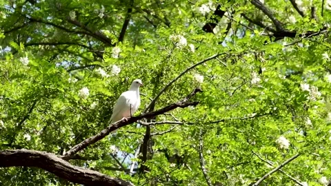 Pigeon ves on locust trees in spring Stock Footage 158409488
