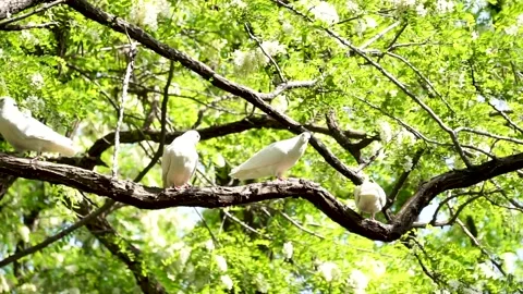 Pigeon ves on locust trees in spring Stock Footage 158409502