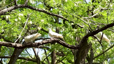 Pigeon ves on locust trees in spring Stock Footage 158409503