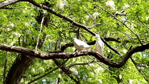 Pigeon ves on locust trees in spring Stock Footage 158409505