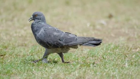 Pigeon waking Stock Photos