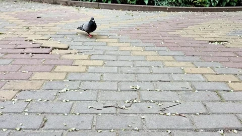 Pigeon Walking Across a Brick Pavement in Urban Outdoor Setting Vídeos de archivo 336942215
