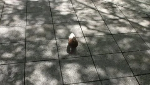 Pigeon walking alone Stock Footage 10185656