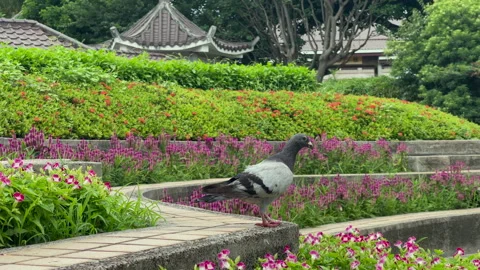 Pigeon Walking Along Flower Bed Terraces In A Landscaped Park Stock Footage 344241896