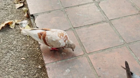 Pigeon Walking and Foraging on Tiled Ground in Thai Urban Setting Видео 333172691