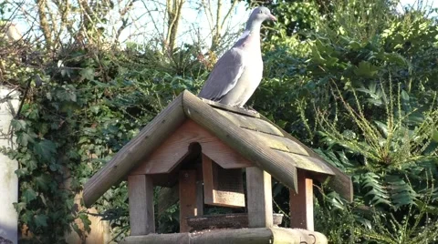 Pigeon walking around on feeder Stock Footage 47730543