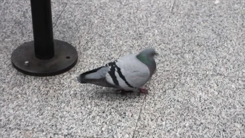 Pigeon walking around on floor and pecking in italian italy train station indoor Stock Footage 252146999