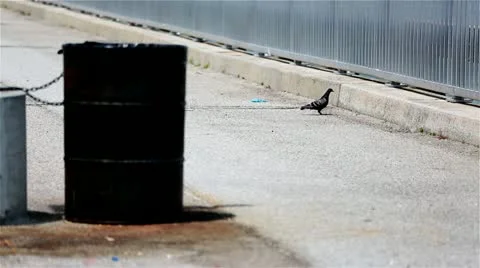 Pigeon Walking Around At Pier 스톡 동영상 11398548
