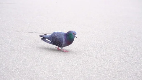 Pigeon walking on asphalt Video stock 75654293