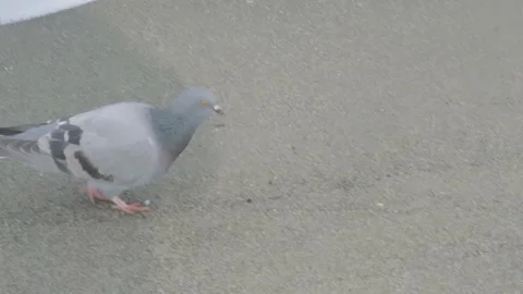 A pigeon is walking on the beach Stock Footage 295389436