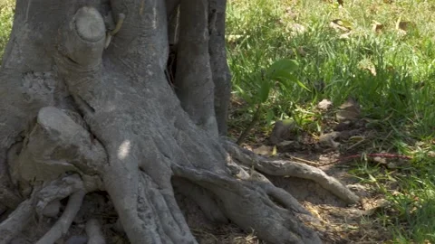 A pigeon walking behind a large tree root in the grass of a park Video stock 150673415
