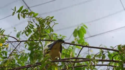 Pigeon Walking in Branches in Natural Park 4K Vídeos de archivo 336834034