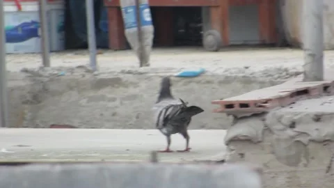 A pigeon walking on bricks of a house Video stock 157807572