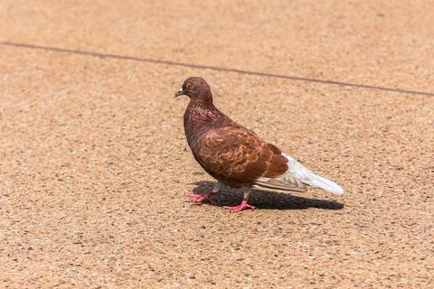 A pigeon is walking on a brown surface Stock Photos