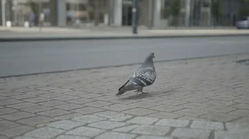 Pigeon walking down a sidewalk Stock Footage 85636594