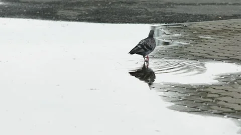 Pigeon walking at edge of shallow puddle on wet cobblestone street, lifting foot Stock Footage 347017683