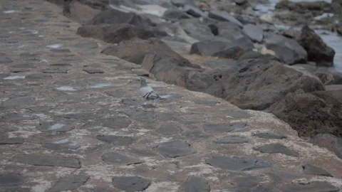 Pigeon walking on an empty beach near the ocean Stock-Footage 128736054