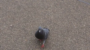Pigeon Walking Video stock 86122145