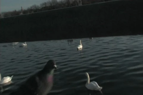 Pigeon walking in foreground of Swans Stock Footage 8540421