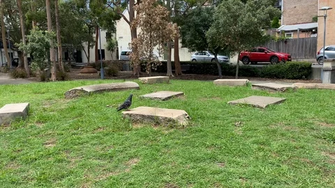 Pigeon walking on the grass, 4k Stock Footage 124825159