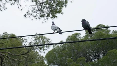 Pigeon is walking on the grass Vídeos de archivo 248321601