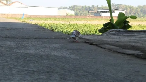 A pigeon walking on the grey path Stock Footage 295491841
