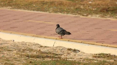 Pigeon Walking on Paved Pathway Stock Photos