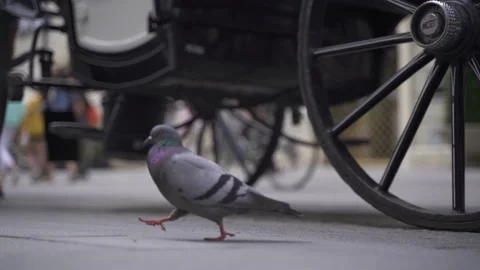 Pigeon walking on the pavement Stock Footage 148443030