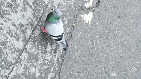 Pigeon walking on the pavement Stock Footage 194845748