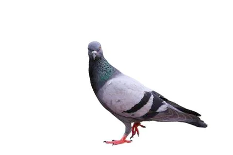 Pigeon is walking Stock Photos