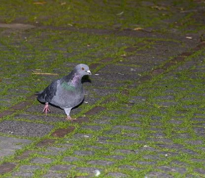 Pigeon walking 스톡 사진