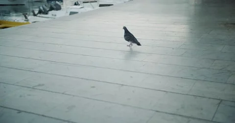 Pigeon walking on a pier Vidéo 141743645