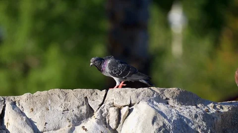 Pigeon walking on rock 動画素材 95628266