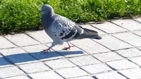 Pigeon Walking on Sidewalk Stock Footage 101402131