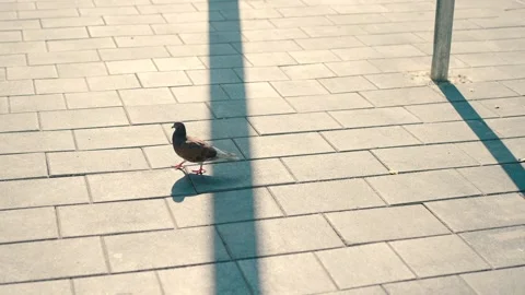 Pigeon walking on the sidewalk Stock Footage 229692835
