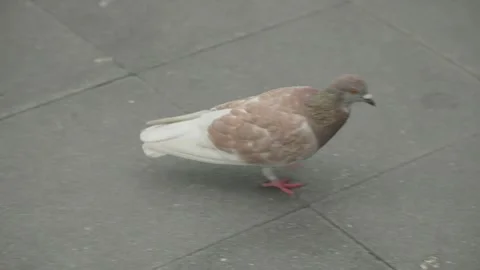 Pigeon walking on the sidewalk Stock Footage 247114230