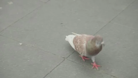 Pigeon walking on the sidewalk Stock Footage 247114243