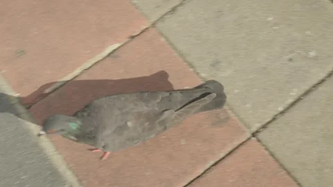Pigeon walking on the sidewalk Stock Footage 247114261